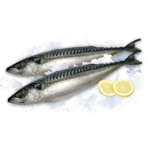 Makrelen mit Kopf (Scomber scombrus) ausgenommen, tiefgefroren