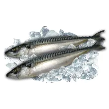 Makrele, (scomber scombrus), tiefgefrore.. Makrele, (scomber scombrus), tiefgefrore..
