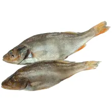 Barsch (Perca fluviatilis), getrocknet u.. Barsch (Perca fluviatilis), getrocknet u..