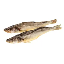 Zander (Stizostedion lucioperca) gesalze.. Zander (Stizostedion lucioperca) gesalze..
