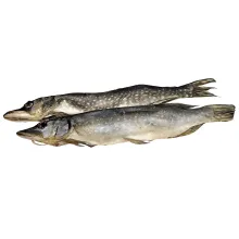 Hecht, ausgenommen, gesalzen und gedörrt.. Hecht, ausgenommen, gesalzen und gedörrt..